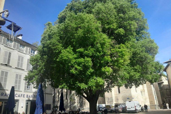 Avignon : walking tour of the most see-sights and hidden gems