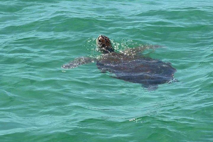 Snorkel Excursion/Dolphin Sightseeing with Good Jibez Only in PCB