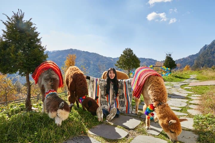 Alpaca World, Nami Island and Garden of Morning Calm from Seoul