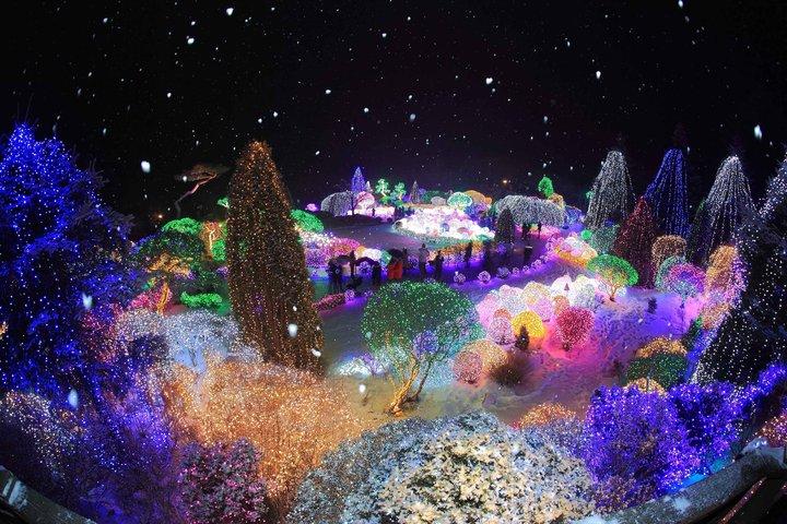 Alpaca World, Nami Island, Railbike and Light Festival from Seoul