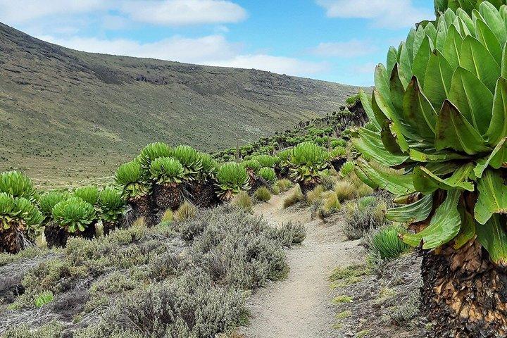 Mount Kenya Day Hike with Lunch