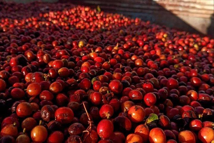 Half-Day Private Fairview Estate Coffee Farm Tour with Pick Up