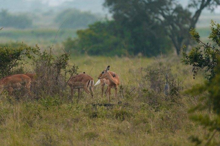 Private Nairobi National Park Day Tour on 4X4 Safari Landcruiser