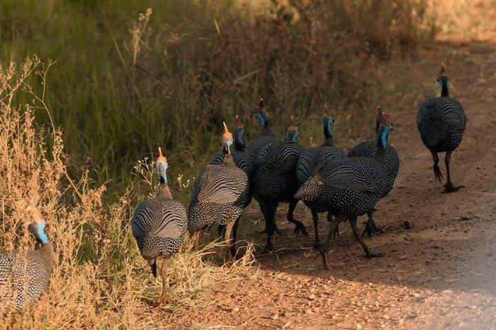 Private Nairobi National Park Day Tour on 4X4 Safari Landcruiser