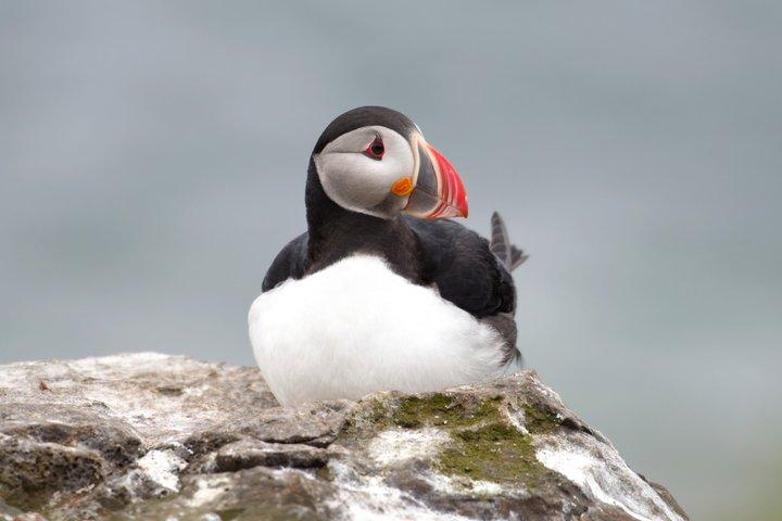 Whale and Puffin Watching in Hauganes from Akureyri with Transfer