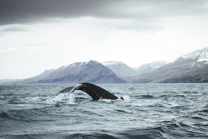 Whale and Puffin Watching in Hauganes from Akureyri with Transfer