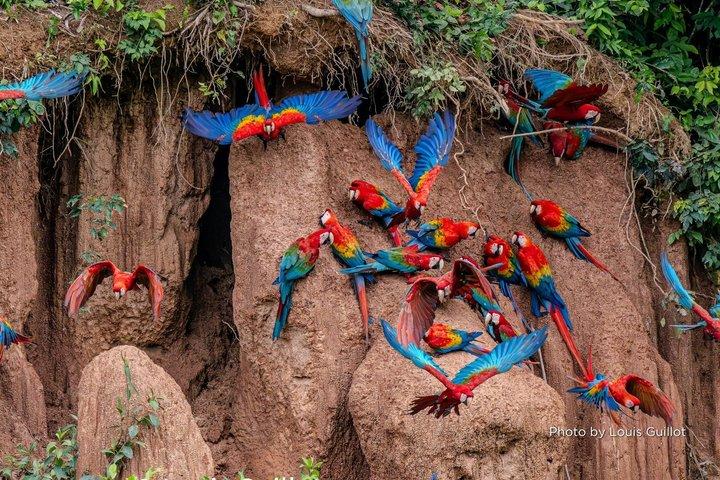 Tambopata Chuncho Macaw Clay Lick Full Day Jungle Adventure