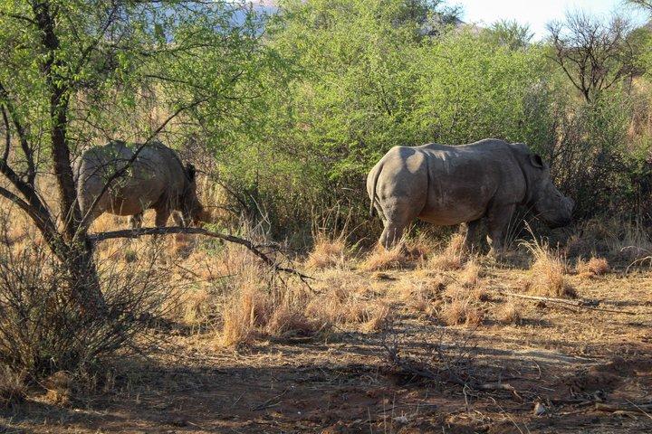 Pilanesberg National Park Big Five Safari Full Day Tour