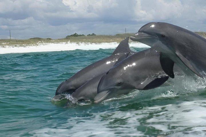 Crab Island & Dolphin Cruise (IN WATER Sandbar Activities!!)
