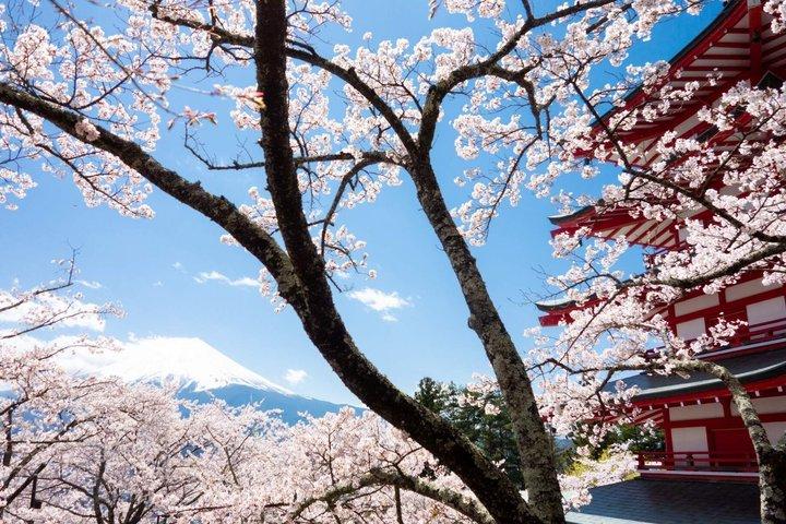 Mount Fuji Day Tour: MT.5th Station, Arakurayama & Oshino Hakkai
