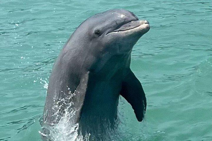 Dolphin Watch Eco Shelling Cruise to Keewaydin Island