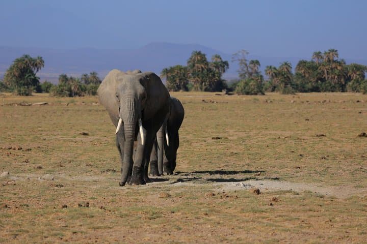 10 Night Kenya Safari Itinerary Mid Range Safari