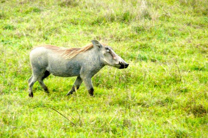 Private Guided Day Trip to Arusha National Park with Lunch