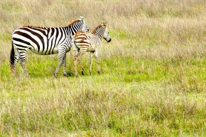 Full Day Arusha National Park with Walking Safari