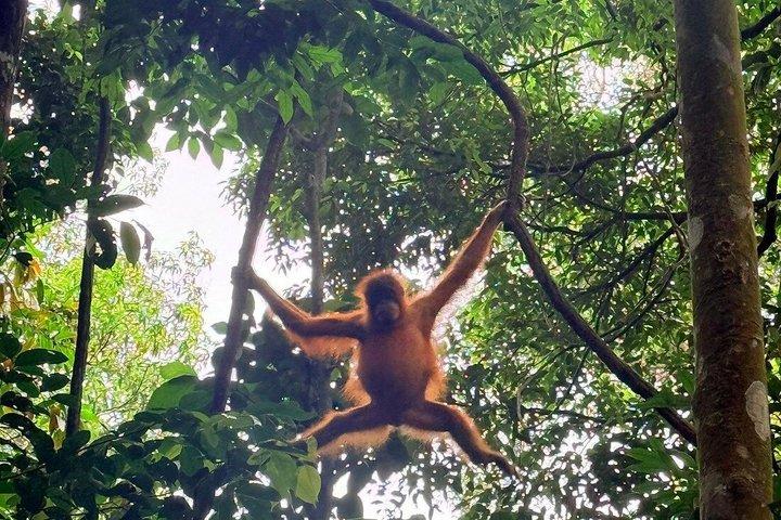 Bukit Lawang Orangutan Trekking 2D1N All Inclusive Medan Basic