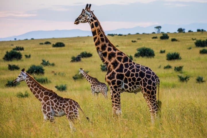 Nairobi Tour: Giraffe Center, Kobe Beads & Karen Blixen Museum
