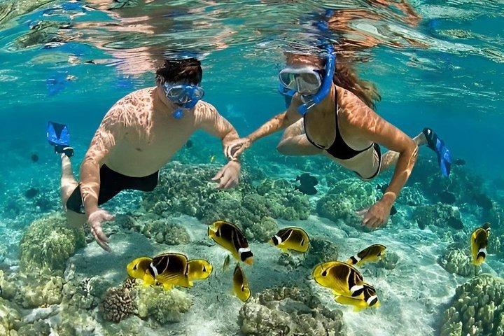 Zanzibar Mnemba Island Snorkeling & Dolphin Watching Adventure