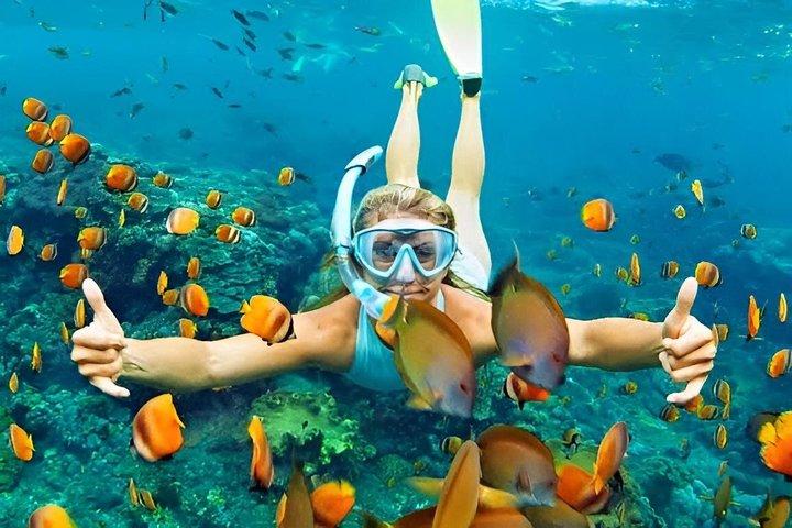 Zanzibar Mnemba Island Snorkeling and Dolphin Watching Adventure