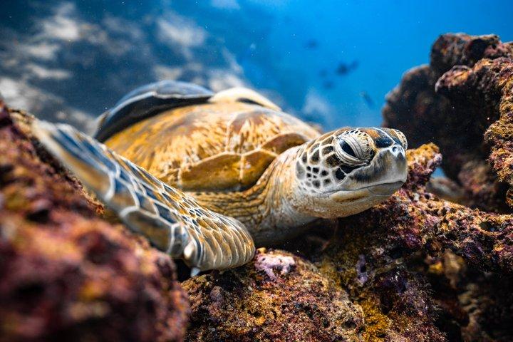 Private Cabo Snorkel Tour to Chileno Bay and Santa Maria Cove