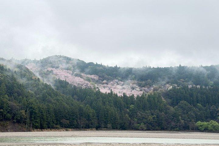 UNESCO Kumano Kodo: Complete 3 Grand Shrines & Nachi Hike