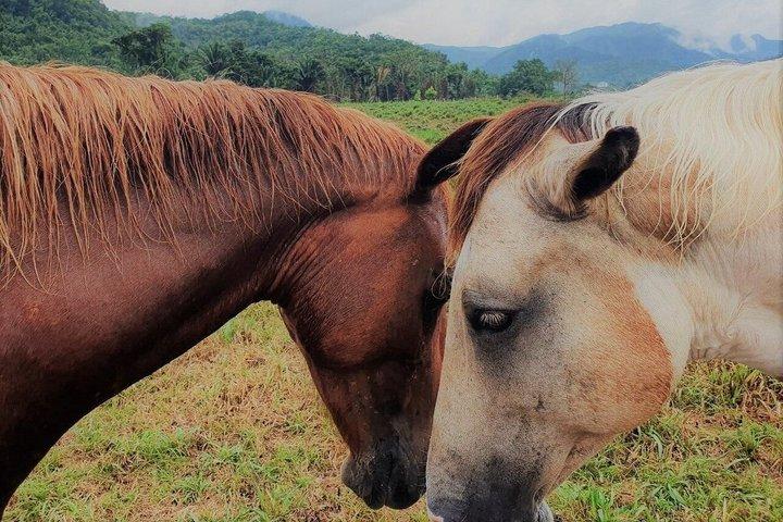 Horseback Riding & Cave Tubing Adventure from Placencia