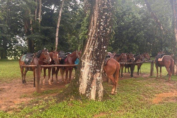 Horseback Riding & Cave Tubing Adventure from Placencia