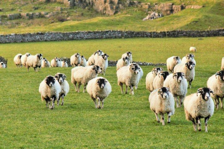 Yorkshire Dales Tour from York