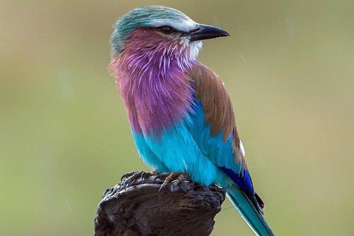 East Africa Safari Adventure in Tanzania