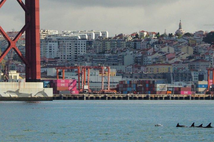 Lisbon Dolphin Watching Ocean Safari