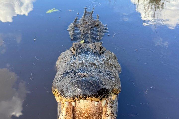 Everglades Tour w/ Biologist Led WET walk + 2 Boat Trips + Lunch!