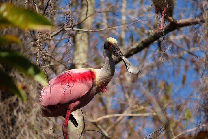 Everglades National Park Naturalist Led Hike, 2 Boat Trips + More
