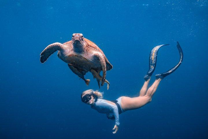 Los Cabos Snorkeling Tour to Chileno Bay and Santa Maria Cove