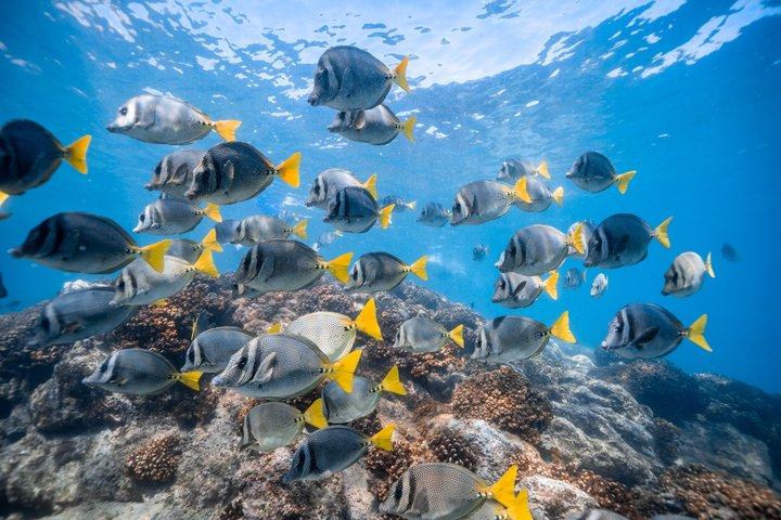 Cabo San Lucas Paddle Board & Snorkel Adventure to the Arch