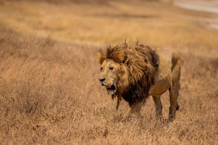 Three Day Serengeti and Ngorongoro Group Camping Safari
