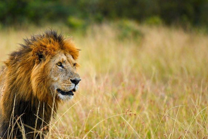 2 Days Maasai Mara Flying Safari Package