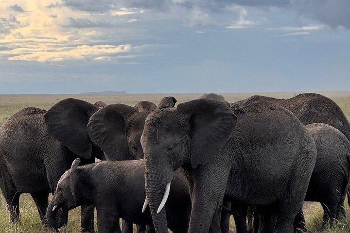 Two Day Budget Group Camping Safari to Tarangire and Ngorongoro