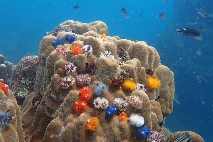 Koh Tao & Koh Nang Yuan Snorkeling Tour by Speed Boat from Samui