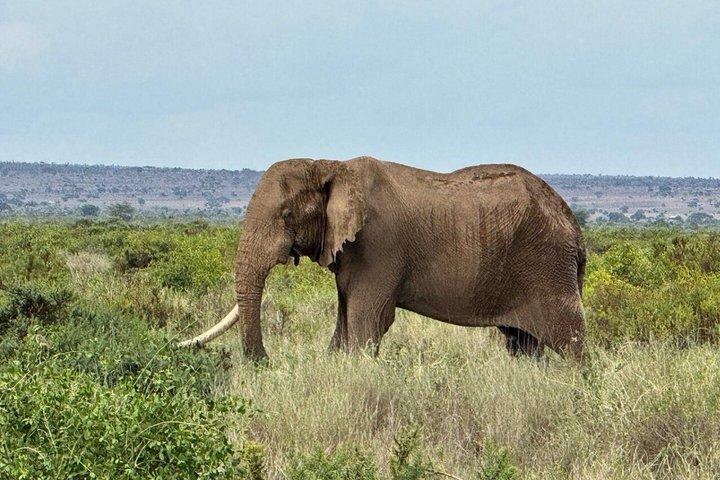 Amboseli National Park Day Safari With Options