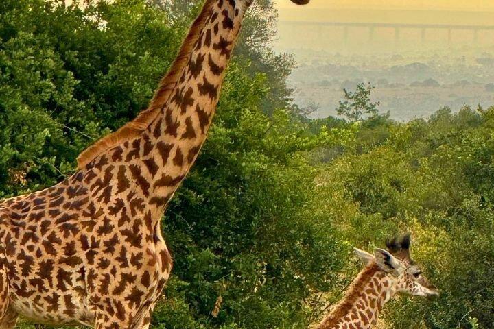 Nairobi City Tour:Game Drive, Giraffe Center & Elephant Orphanage