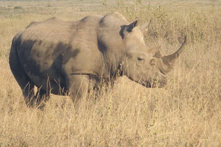 Nairobi City Tour:Game Drive, Giraffe Center & Elephant Orphanage