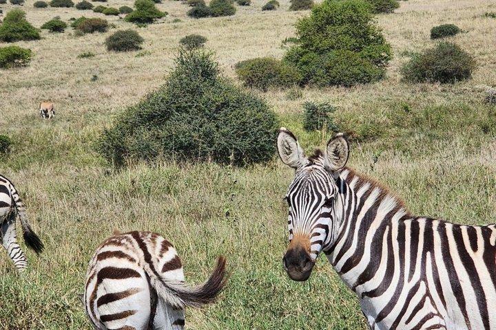 Nairobi City Tour:Game Drive, Giraffe Center & Elephant Orphanage