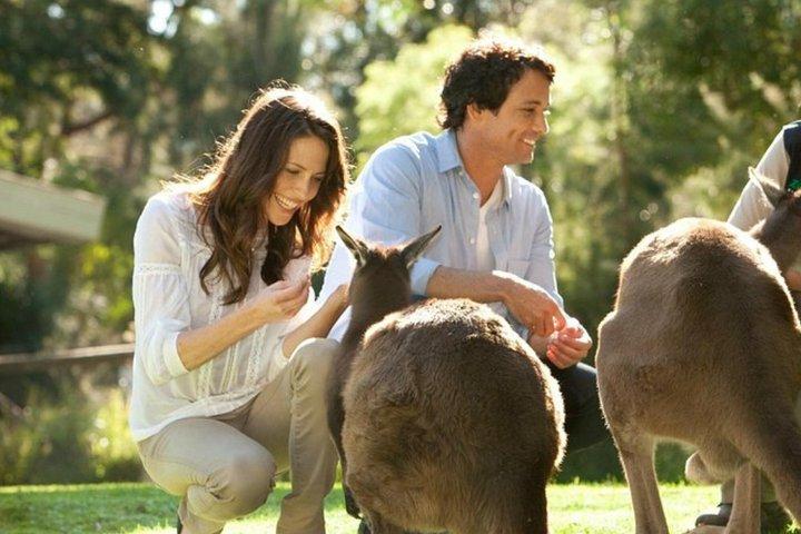 Yarra Valley Redwoods Tour with Winery Lunch or Wildlife Option