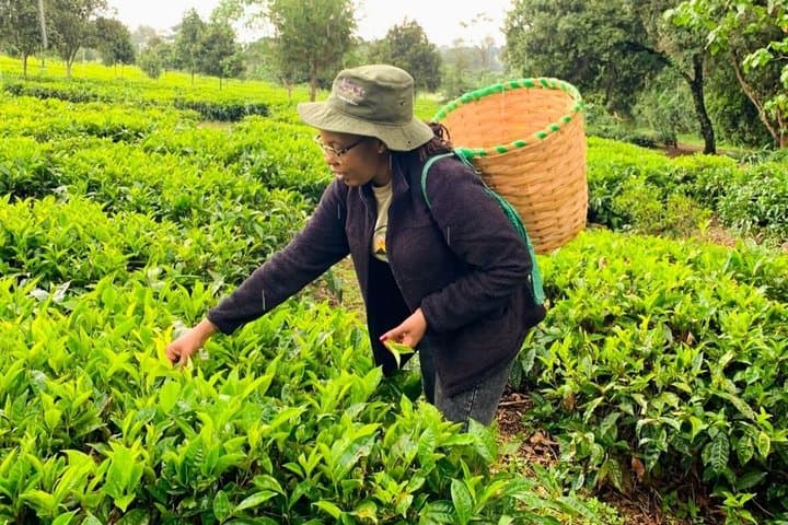 Nairobi Organic Farm Tour and Farm to Table Food Experience
