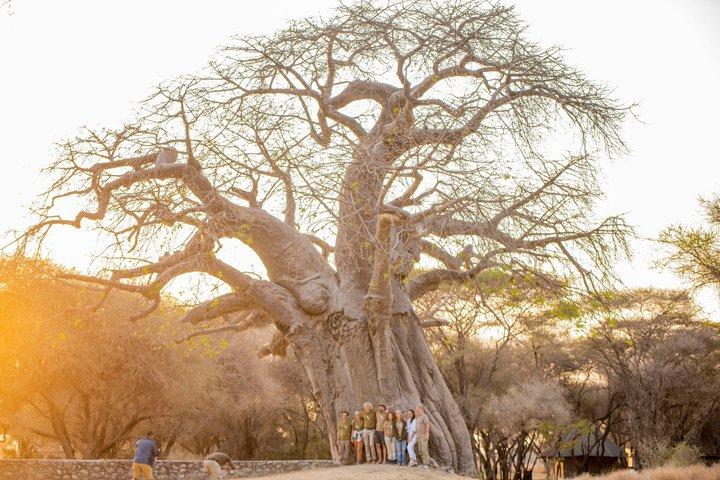 One Day Trip to Tarangire National Park the Home of Big 4