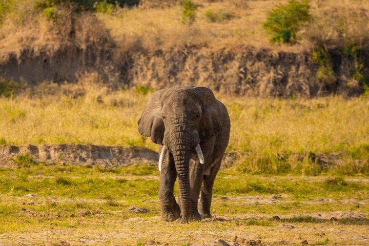 One Day Trip to Tarangire National Park the Home of Big 4