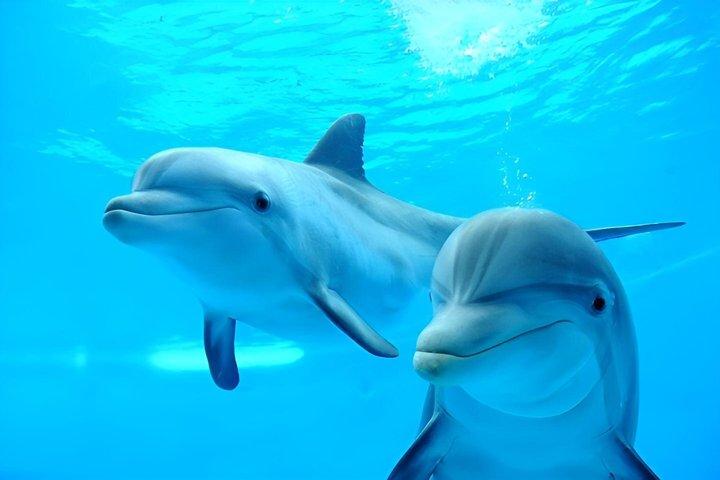 Dolphin HouseTrip & Snorkeling Excursion in Hurghada