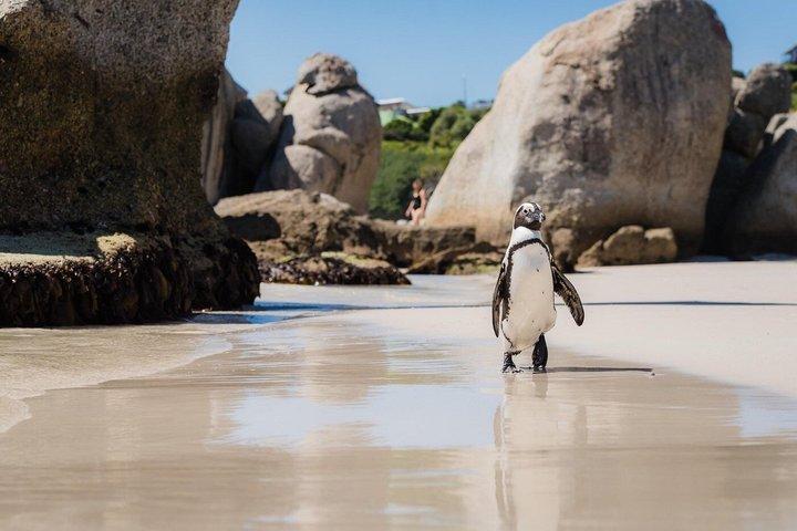 Cape Town Full-Day Tour: Boulders Beach & Cape of Good Hope