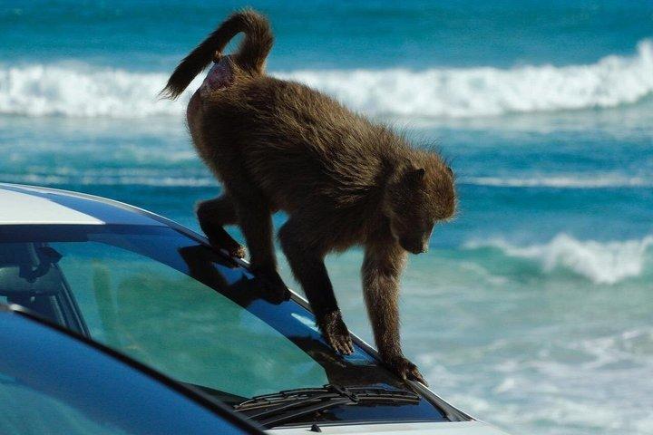 Cape Town Full-Day Tour: Boulders Beach & Cape of Good Hope