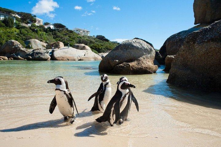 Cape Town Full-Day Tour: Boulders Beach & Cape of Good Hope