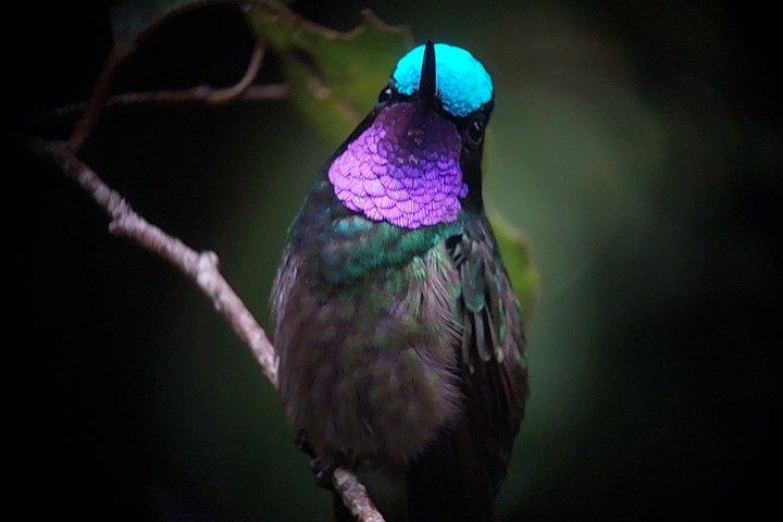 Monteverde Cloud Forest Hanging Bridges Guided Walk